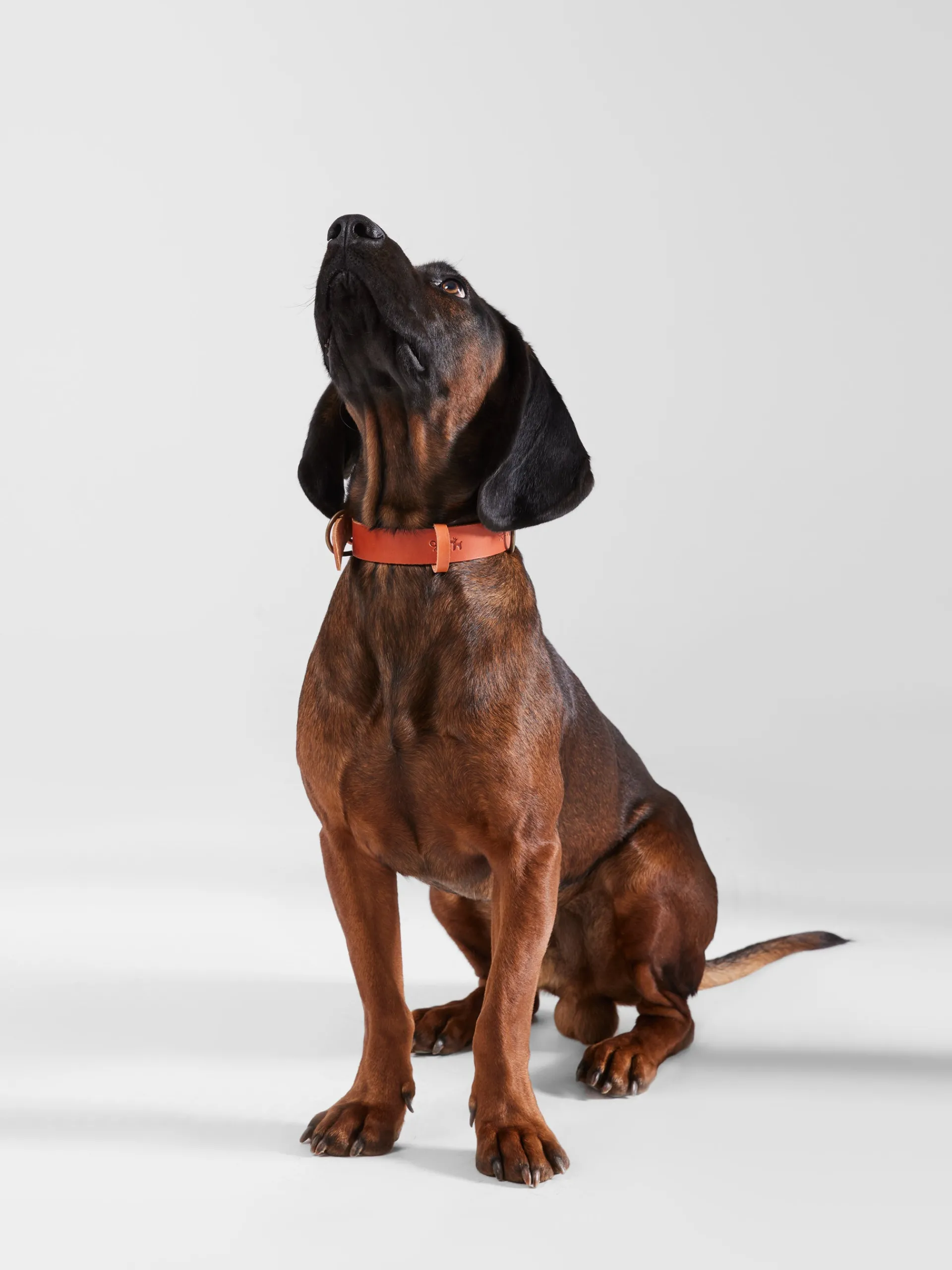 Silbon Mascotas|Hogar·Mascotas-Collar perro xLADRANGAUCHO cuero Marron claro