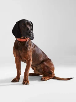 Silbon Mascotas|Hogar·Mascotas-Collar perro xLADRANGAUCHO cuero Marron claro