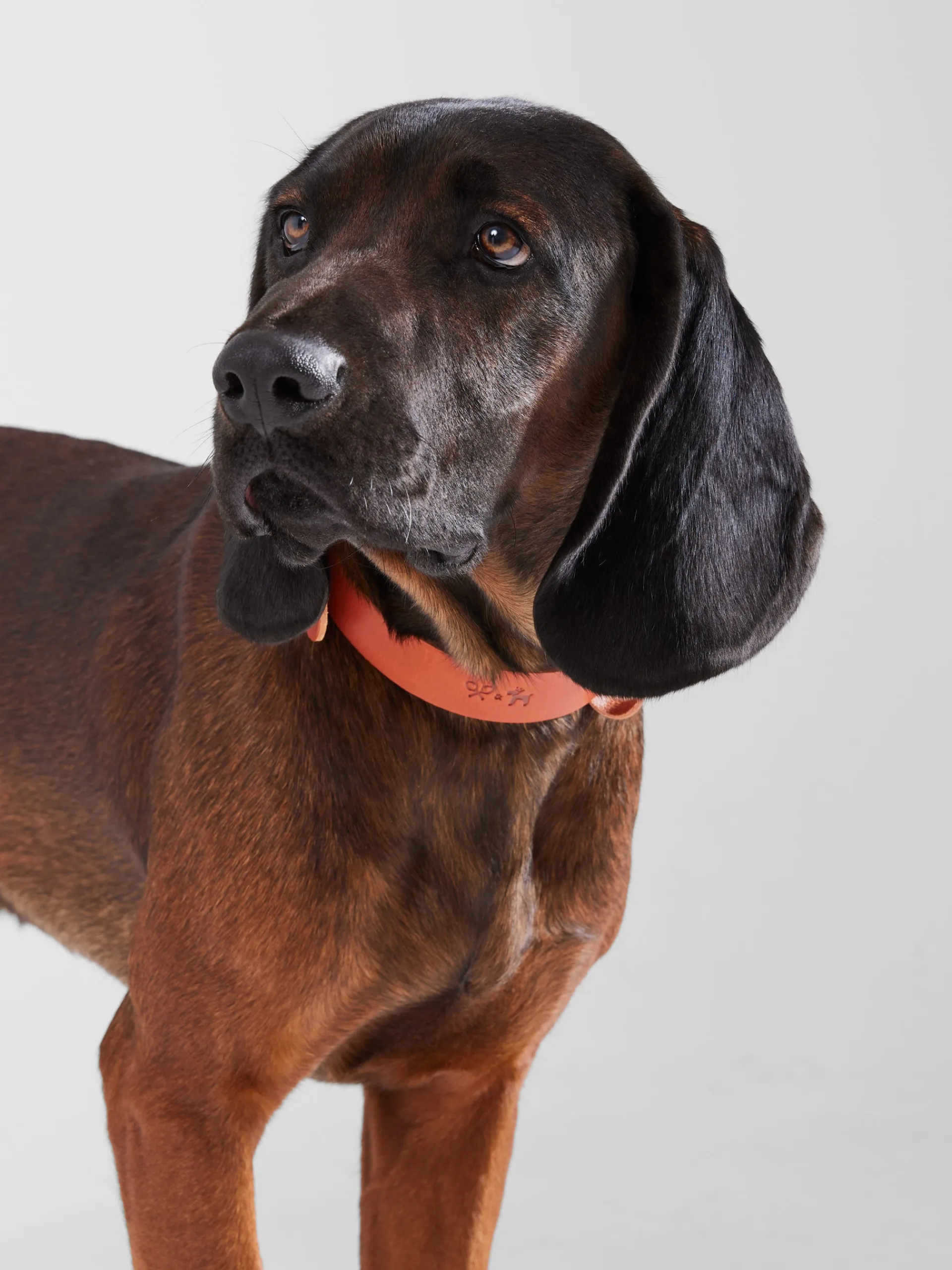 Silbon Mascotas|Hogar·Mascotas-Collar perro xLADRANGAUCHO cuero Marron claro