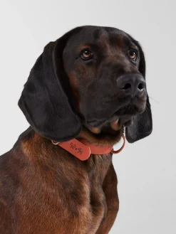 Silbon Mascotas|Hogar·Mascotas-Collar perro xLADRANGAUCHO cuero Marron claro