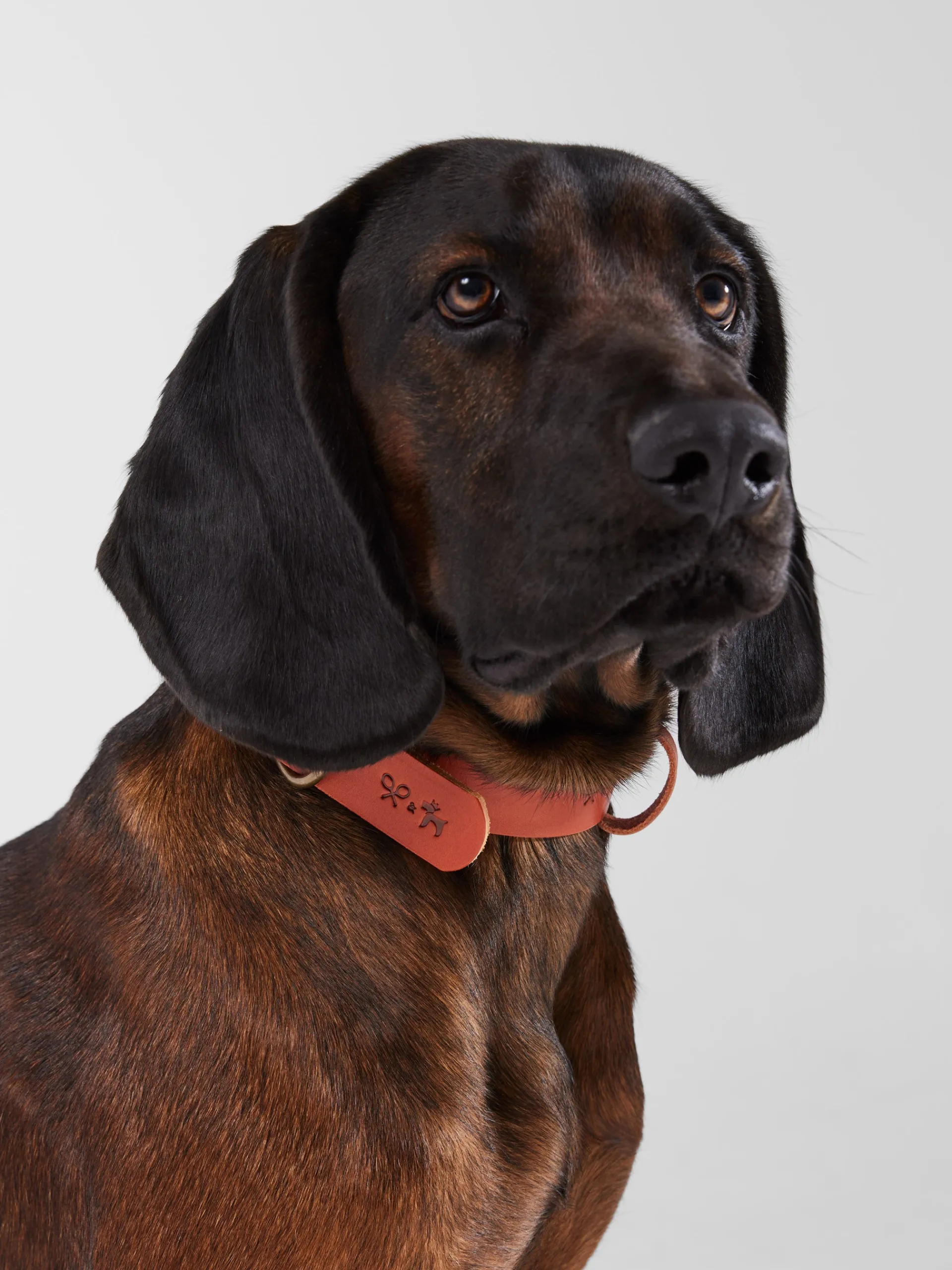 Silbon Mascotas|Hogar·Mascotas-Collar perro xLADRANGAUCHO cuero Marron claro